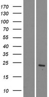 CLDN22 / Claudin 22 Protein - Western validation with an anti-DDK antibody * L: Control HEK293 lysate R: Over-expression lysate