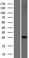 CLDN25 / Caludin 25 Protein - Western validation with an anti-DDK antibody * L: Control HEK293 lysate R: Over-expression lysate