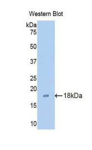 CLDN3 / Claudin 3 Antibody - Western blot of recombinant CLDN3 / Claudin 3.  This image was taken for the unconjugated form of this product. Other forms have not been tested.