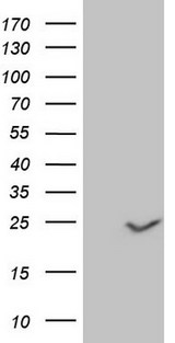 CLDN3 / Claudin 3 Antibody - HEK293T cells were transfected with the pCMV6-ENTRY control (Left lane) or pCMV6-ENTRY CLDN3 (Right lane) cDNA for 48 hrs and lysed. Equivalent amounts of cell lysates (5 ug per lane) were separated by SDS-PAGE and immunoblotted with anti-CLDN3.