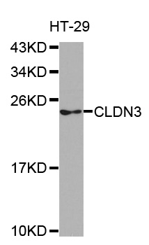 CLDN3 / Claudin 3 Antibody - Western blot analysis of extracts of HT-29 cell line, using CLDN3 antibody.