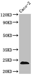 CLDN3 / Claudin 3 Antibody - Positive Western Blot detected in Caco-2 whole cell lysate. All lanes: CLDN3 antibody at 3.5 µg/ml Secondary Goat polyclonal to rabbit IgG at 1/50000 dilution. Predicted band size: 24 KDa. Observed band size: 24 KDa