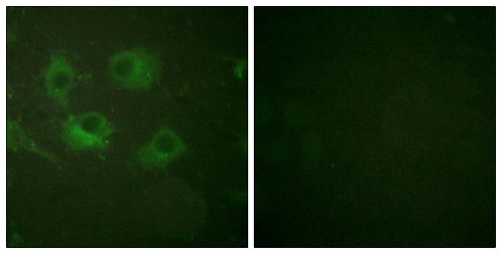 CLDN3 / Claudin 3 Antibody - Peptide - + Immunofluorescence analysis of HuvEc cells, using Claudin 3 antibody.