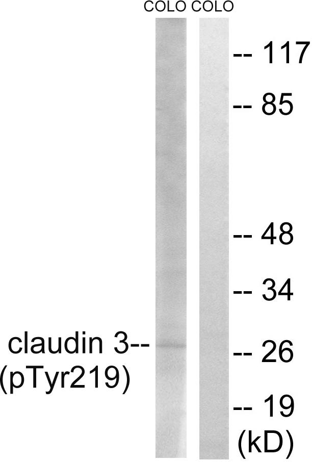 CLDN3 / Claudin 3 Antibody - Western blot analysis of extracts from COLO cells, treated with EGF (200ng/ml, 30mins), using Claudin 3 (Phospho-Tyr219) antibody.