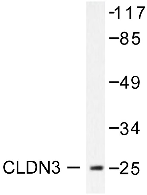 CLDN3 / Claudin 3 Antibody - Western blot of Claudin 3 (T204) pAb in extracts from HUVEC.