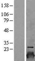 CLDN3 / Claudin 3 Protein - Western validation with an anti-DDK antibody * L: Control HEK293 lysate R: Over-expression lysate