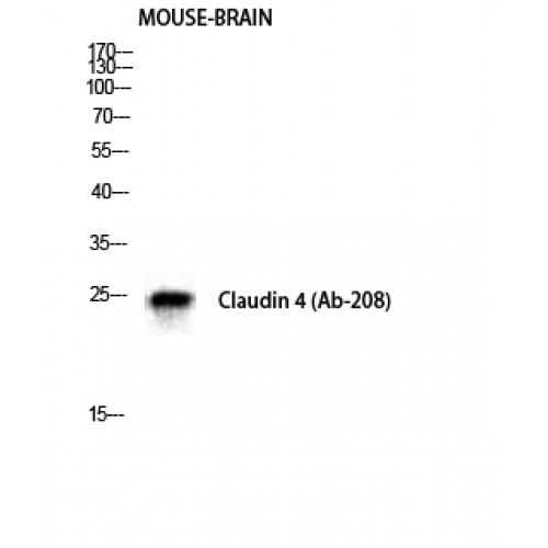 CLDN4 / Claudin 4 Antibody - Western blot of Claudin-4 antibody