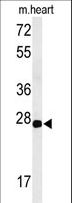 CLDN4 / Claudin 4 Antibody - Western blot of CLDN4 Antibody in mouse heart tissue lysates (35 ug/lane). CLDN4 (arrow) was detected using the purified antibody.