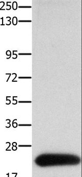 CLDN4 / Claudin 4 Antibody - Western blot analysis of HT-29 cell, using CLDN4 Polyclonal Antibody at dilution of 1:700.