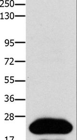 CLDN4 / Claudin 4 Antibody - Western blot analysis of HT-29 cell, using CLDN4 Polyclonal Antibody at dilution of 1:1100.