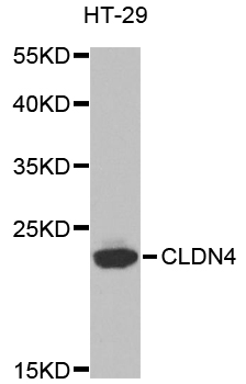 CLDN4 / Claudin 4 Antibody - Western blot analysis of extracts of HT-29 cells.