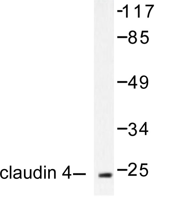 CLDN4 / Claudin 4 Antibody - Western blot of Claudin 4 (P192) pAb in extracts from HeLa cells.
