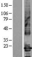 CLDN4 / Claudin 4 Protein - Western validation with an anti-DDK antibody * L: Control HEK293 lysate R: Over-expression lysate