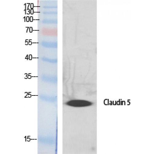 CLDN5 / Claudin 5 Antibody - Western blot of Claudin-5 antibody