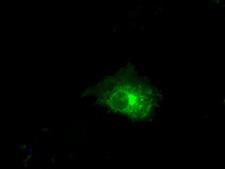 CLDN5 / Claudin 5 Antibody - Anti-CLDN5 mouse monoclonal antibody  immunofluorescent staining of COS7 cells transiently transfected by pCMV6-ENTRY CLDN5.