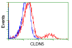 CLDN5 / Claudin 5 Antibody - HEK293T cells transfected with either pCMV6-ENTRY CLDN5 (Red) or empty vector control plasmid (Blue) were immunostained with anti-CLDN5 mouse monoclonal, and then analyzed by flow cytometry.