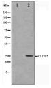 CLDN5 / Claudin 5 Antibody - Western blot of A549 cell lysate using Claudin 5 Antibody
