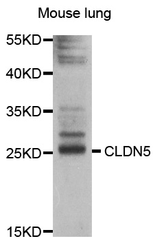 CLDN5 / Claudin 5 Antibody - Western blot analysis of extracts of mouse lung, using CLDN5 antibody at 1:1000 dilution. The secondary antibody used was an HRP Goat Anti-Rabbit IgG (H+L) at 1:10000 dilution. Lysates were loaded 25ug per lane and 3% nonfat dry milk in TBST was used for blocking. An ECL Kit was used for detection and the exposure time was 60s.