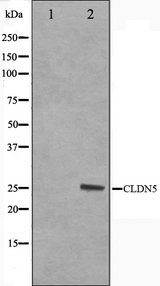 CLDN5 / Claudin 5 Antibody - Western blot analysis on A549 cell lysates using Claudin 5 antibody. The lane on the left is treated with the antigen-specific peptide.