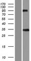 CLDN5 / Claudin 5 Protein - Western validation with an anti-DDK antibody * L: Control HEK293 lysate R: Over-expression lysate