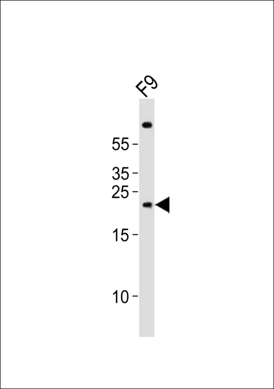 CLDN6 / Claudin 6 Antibody - Western blot of lysate from mouse F9 cell line, using (Mouse) Cldn6 antibody diluted at 1:1000. A goat anti-rabbit IgG H&L (HRP) at 1:10000 dilution was used as the secondary antibody. Lysate at 20 ug.