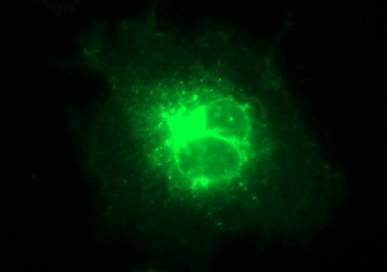 CLDN6 / Claudin 6 Antibody - Anti-CLDN6 mouse monoclonal antibody immunofluorescent staining of COS7 cells transiently transfected by pCMV6-ENTRY CLDN6.