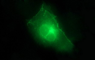 CLDN6 / Claudin 6 Antibody - Anti-CLDN6 mouse monoclonal antibody immunofluorescent staining of COS7 cells transiently transfected by pCMV6-ENTRY CLDN6.