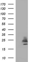 CLDN6 / Claudin 6 Antibody - HEK293T cells were transfected with the pCMV6-ENTRY control (Left lane) or pCMV6-ENTRY CLDN6 (Right lane) cDNA for 48 hrs and lysed. Equivalent amounts of cell lysates (5 ug per lane) were separated by SDS-PAGE and immunoblotted with anti-CLDN6.