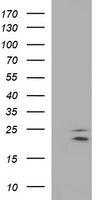 CLDN6 / Claudin 6 Antibody - HEK293T cells were transfected with the pCMV6-ENTRY control (Left lane) or pCMV6-ENTRY CLDN6 (Right lane) cDNA for 48 hrs and lysed. Equivalent amounts of cell lysates (5 ug per lane) were separated by SDS-PAGE and immunoblotted with anti-CLDN6.