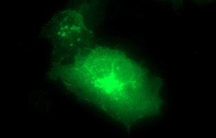 CLDN6 / Claudin 6 Antibody - Anti-CLDN6 mouse monoclonal antibody immunofluorescent staining of COS7 cells transiently transfected by pCMV6-ENTRY CLDN6.