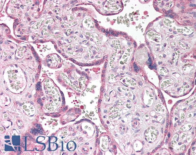 CLDN6 / Claudin 6 Antibody - Human Placenta: Formalin-Fixed, Paraffin-Embedded (FFPE)