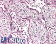 CLDN6 / Claudin 6 Antibody - Human Placenta: Formalin-Fixed, Paraffin-Embedded (FFPE)
