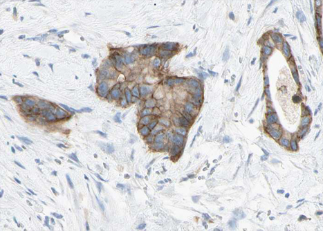 CLDN6 / Claudin 6 Antibody - 1:100 staining human liver tissue by IHC-P. The tissue was formaldehyde fixed and a heat mediated antigen retrieval step in citrate buffer was performed. The tissue was then blocked and incubated with the antibody for 1.5 hours at 22°C. An HRP conjugated goat anti-rabbit antibody was used as the secondary.