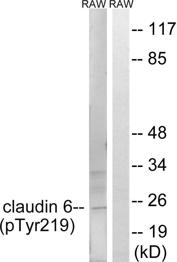 CLDN6 / Claudin 6 Antibody - Western blot analysis of lysates from RAW264.7 cells treated with UV 5', using Claudin 6 (Phospho-Tyr219) Antibody. The lane on the right is blocked with the phospho peptide.