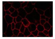 CLDN7 / Claudin 7 Antibody - Immunofluorescence staining of MDCK cells.