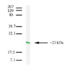 CLDN7 / Claudin 7 Antibody - Western blot analysis for Claudin-7 in T47D cell lysate