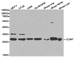 CLDN7 / Claudin 7 Antibody - Western blot of extracts of various cell lines, using Claudin 7 antibody.