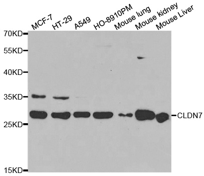 CLDN7 / Claudin 7 Antibody - Western blot analysis of extracts of various cell lines.