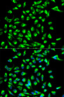 CLDN7 / Claudin 7 Antibody - Immunofluorescence analysis of MCF-7 cells.