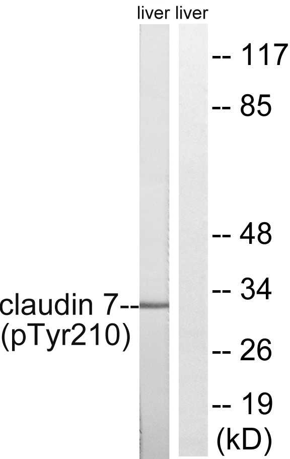 CLDN7 / Claudin 7 Antibody - Western blot analysis of lysates from rat liver, using Claudin 7 (Phospho-Tyr210) Antibody. The lane on the right is blocked with the phospho peptide.