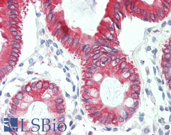 CLDN8 / Claudin 8 Antibody - Human Colon: Formalin-Fixed, Paraffin-Embedded (FFPE).  This image was taken for the unconjugated form of this product. Other forms have not been tested.