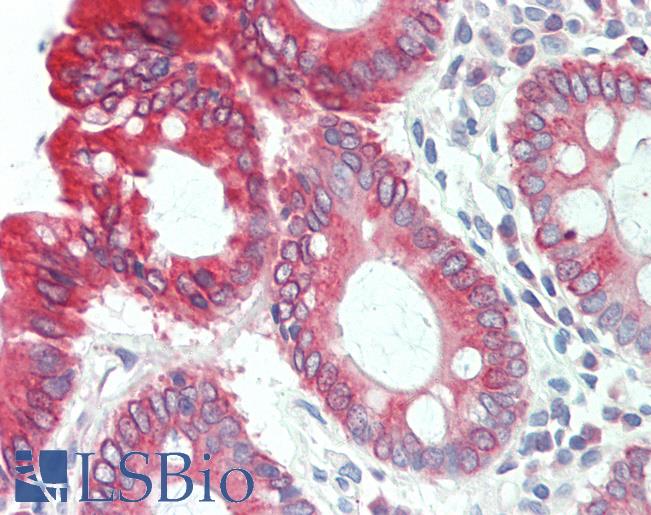 CLDN8 / Claudin 8 Antibody - Anti-CLDN8 / Claudin 8 antibody IHC staining of human colon. Immunohistochemistry of formalin-fixed, paraffin-embedded tissue after heat-induced antigen retrieval. Antibody concentration 10 ug/ml.  This image was taken for the unconjugated form of this product. Other forms have not been tested.