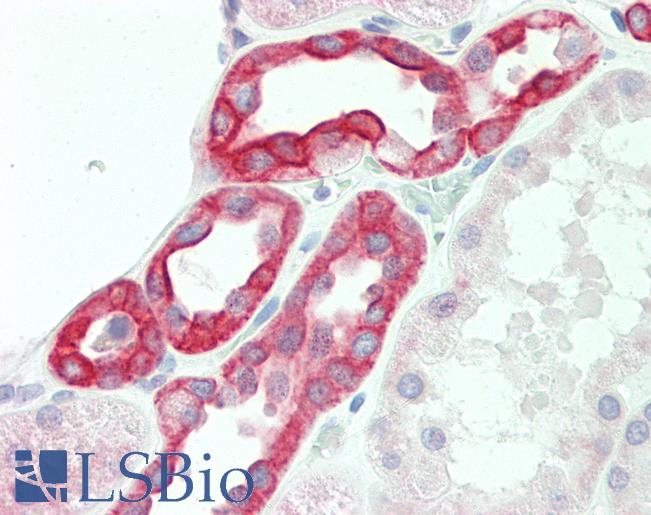 CLDN8 / Claudin 8 Antibody - Human Kidney: Formalin-Fixed, Paraffin-Embedded (FFPE).  This image was taken for the unconjugated form of this product. Other forms have not been tested.