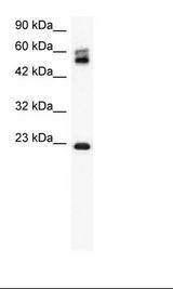 CLDN8 / Claudin 8 Antibody - HepG2 Cell Lysate.  This image was taken for the unconjugated form of this product. Other forms have not been tested.
