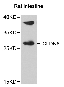CLDN8 / Claudin 8 Antibody - Western blot analysis of extract of various cells.