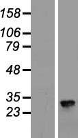 CLDN8 / Claudin 8 Protein - Western validation with an anti-DDK antibody * L: Control HEK293 lysate R: Over-expression lysate