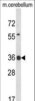CLDND1 Antibody - Western blot of CLDND1 Antibody in mouse cerebellum tissue lysates (35 ug/lane). CLDND1 (arrow) was detected using the purified antibody.