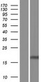 CLDND1 Protein - Western validation with an anti-DDK antibody * L: Control HEK293 lysate R: Over-expression lysate