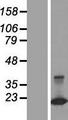 CLDND2 Protein - Western validation with an anti-DDK antibody * L: Control HEK293 lysate R: Over-expression lysate