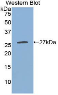 CLEC10A / CD301 Antibody - Western blot of recombinant CLEC10A / CD301.